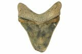 Serrated, Chubutensis Tooth - Megalodon Ancestor #163315-1